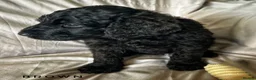 Newfypoo dogs for sale: 8 Beautiful F1 Newfypoo Puppies  - Advert 13
