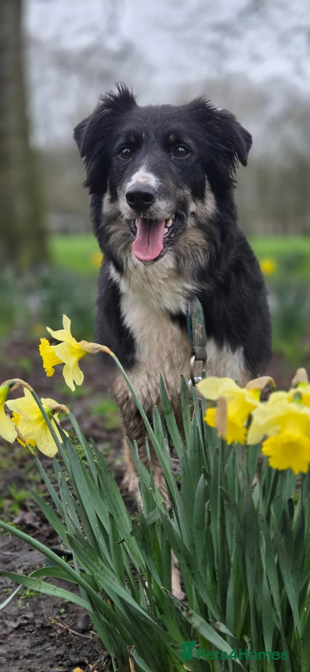 Border Collie dogs for sale: Border collie for rehoming in Wirral - Advert 2