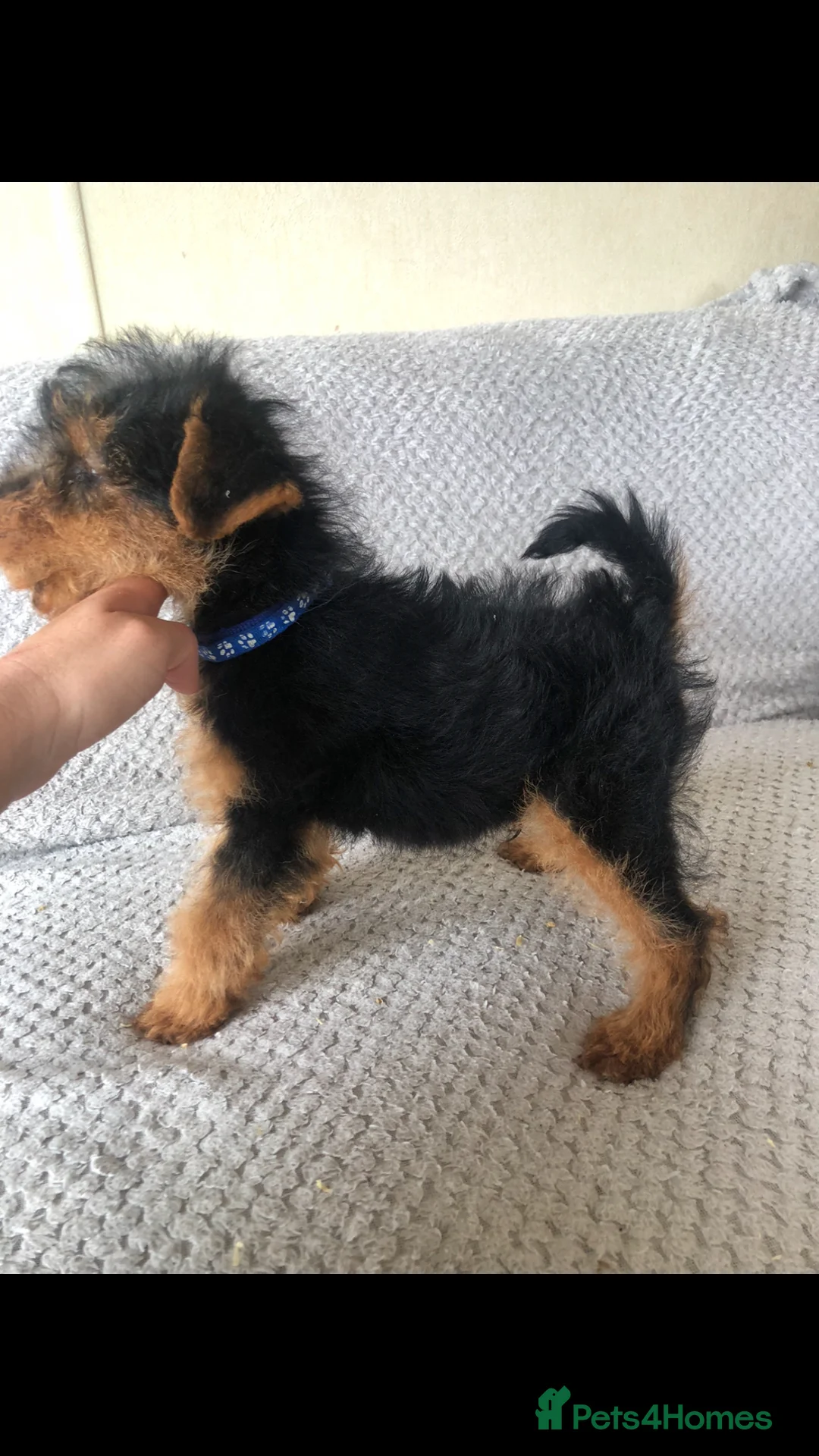 Welsh Terrier dogs for sale: Welsh terrier puppies  - Advert 2