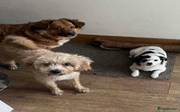 Mixed Breed dogs for adoption: Meet Charlie, currently residing in Aberdeen - Advert 11