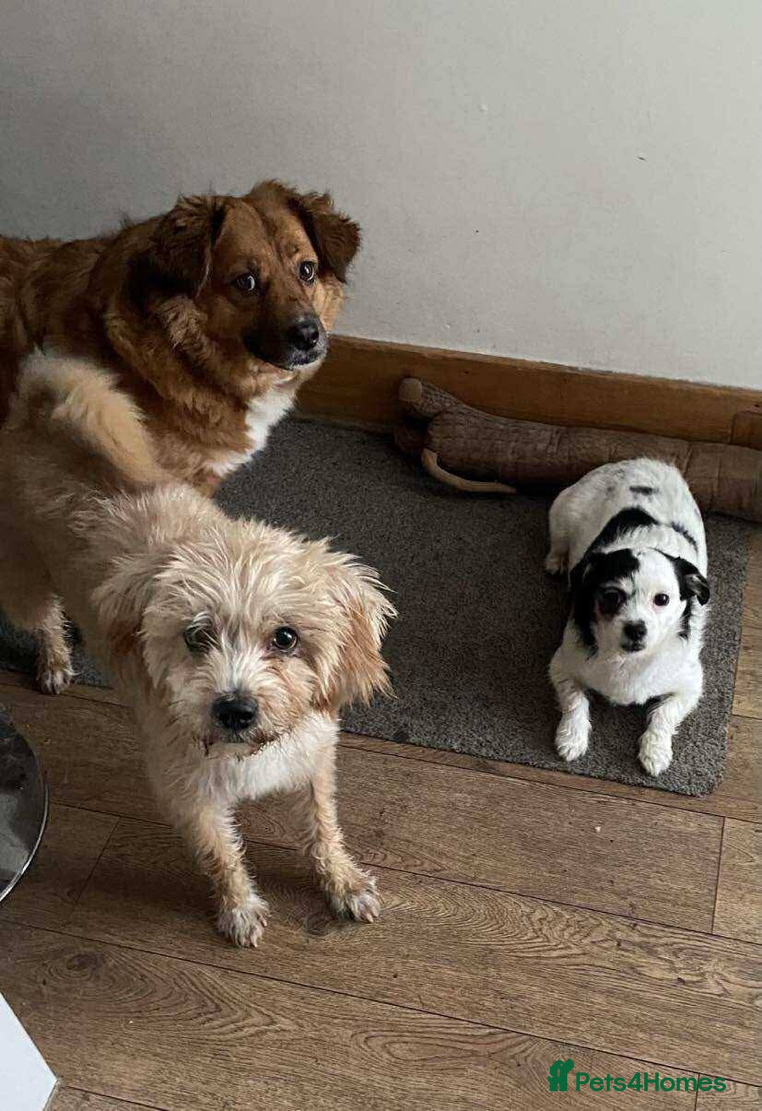 Mixed Breed dogs for adoption: Meet Charlie, currently residing in Aberdeen - Advert 11