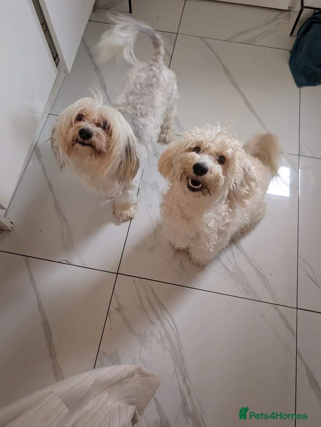 Cavapoochon dogs for sale: Cavapoochon puppies  - Advert 2