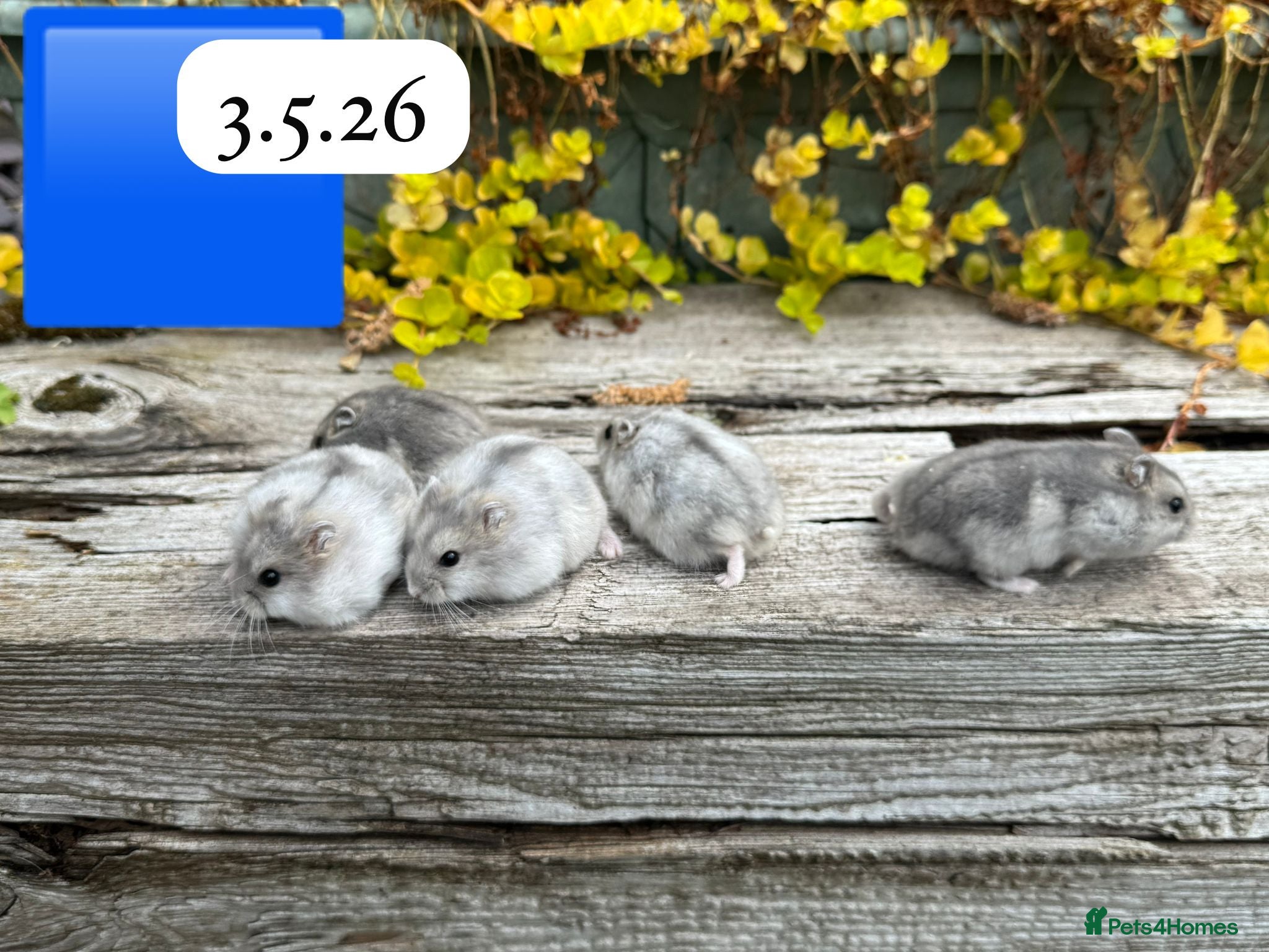 Hamster rodents for sale:  Beautiful baby winter white russian hamsters - Advert 1