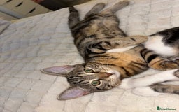 Mixed Breed cats for sale: Two brothers ready to go as a pair - Image 3