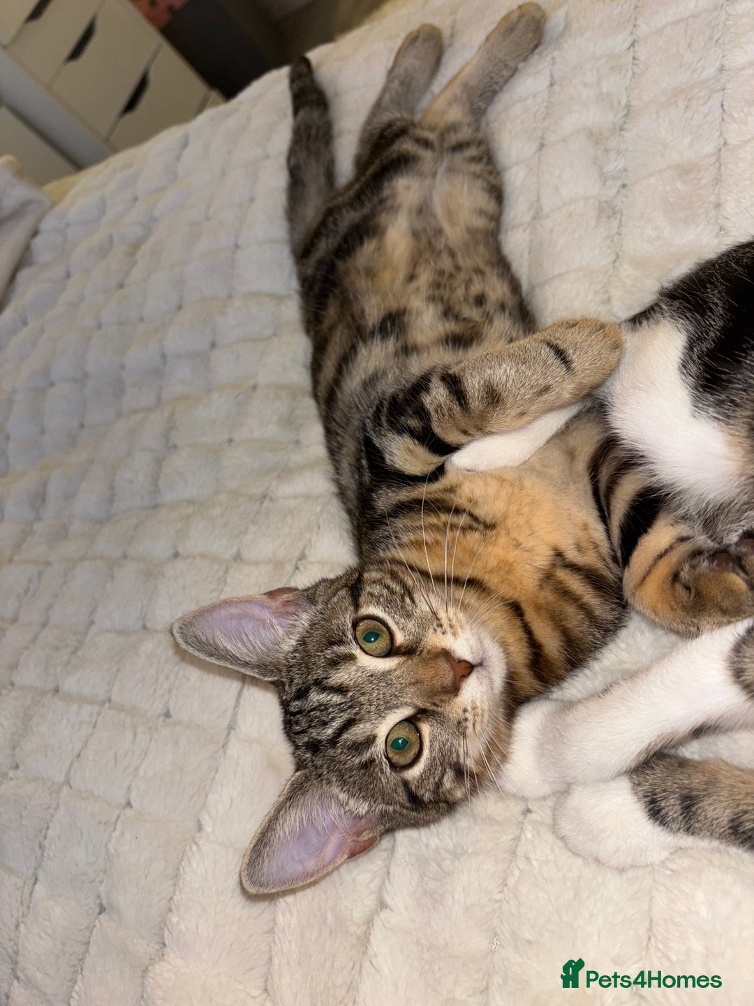 Mixed Breed cats for sale: Two brothers ready to go as a pair - Image 3