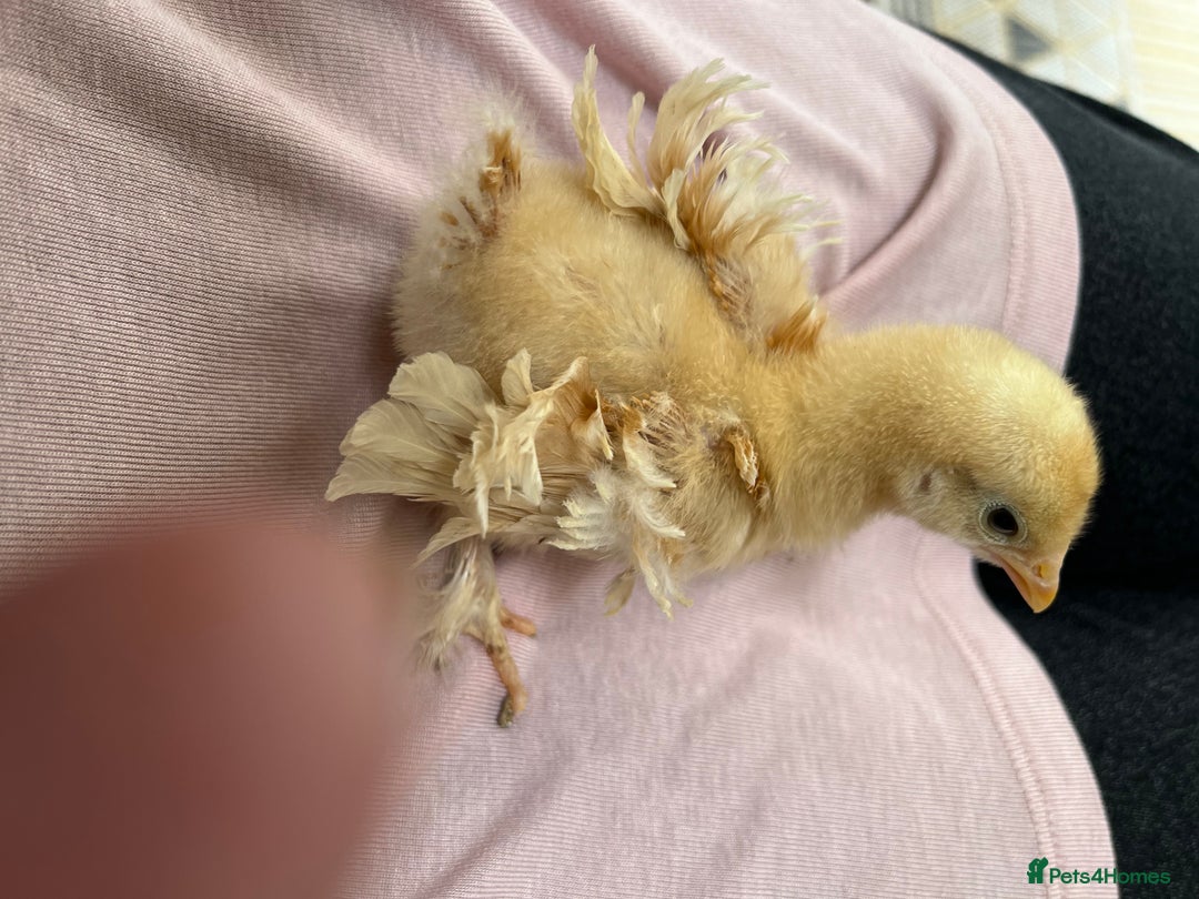 Chickens poultry for sale:  💕Buff or Lemon Pekins all ages from day old 💕 in Warrington - Image 10