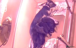 German Shepherd dogs for sale: Big beautiful big boned German Shepherd puppies - Image 16