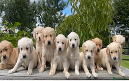 Golden Retriever dogs for stud: Golden Retriever Stud Dog Dual Purpose  - Image 7