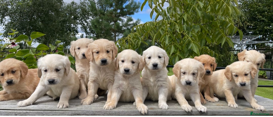 Golden Retriever dogs for stud: Golden Retriever Stud Dog Dual Purpose  - Image 7