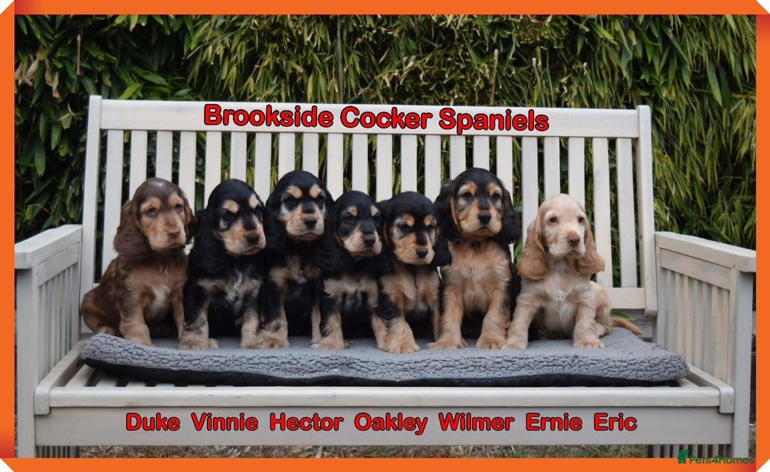 Cocker Spaniel dogs for stud: KC Reg SABLE HEALTH TESTED COCKER SPANIEL - STUD in Bishop's Stortford - Advert 9