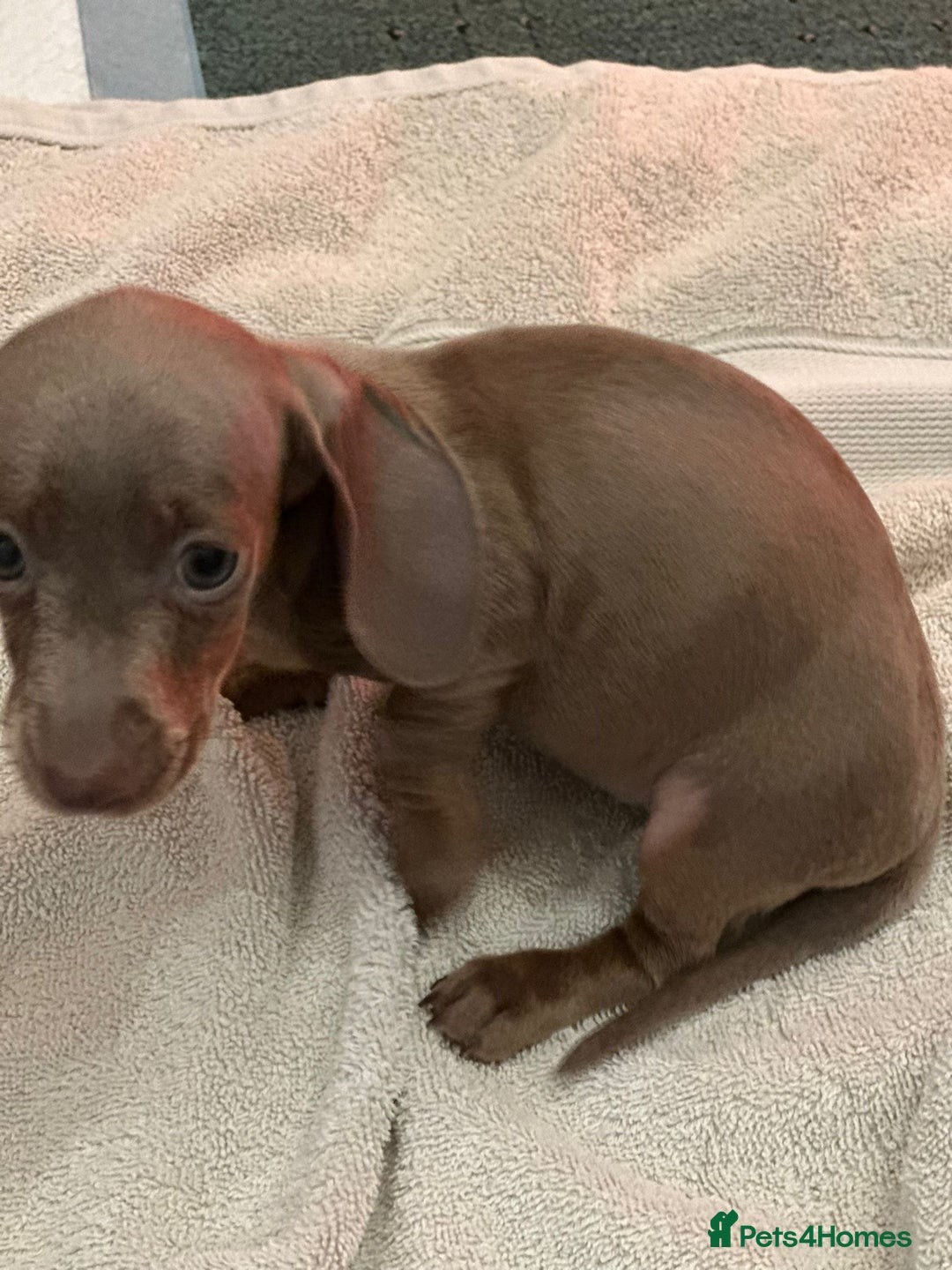 Miniature Dachshund dogs for sale: Miniature dachshunds - Advert 13