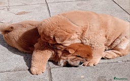 Chow Chow dogs for stud: Kc Red smooth coat for stud  - Image 9