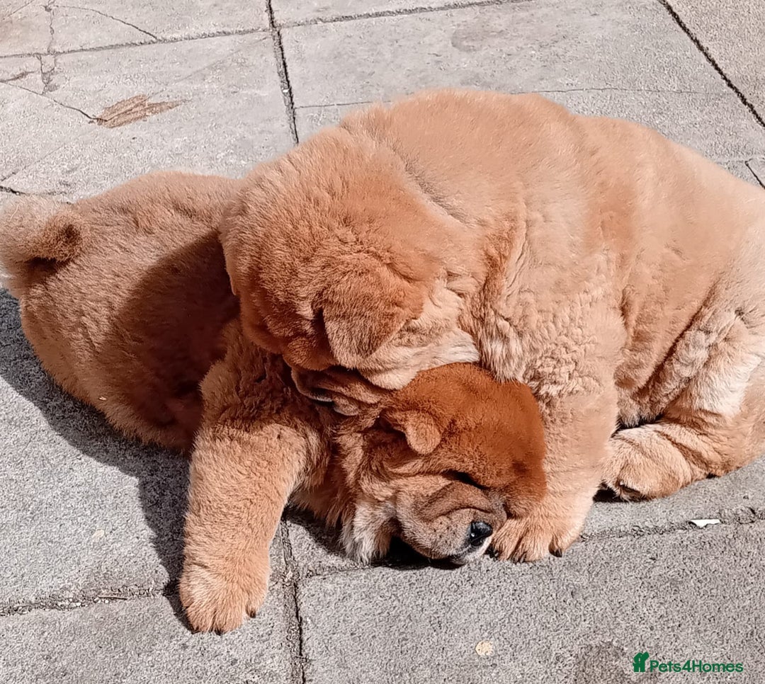 Chow Chow dogs for stud: Kc Red smooth coat for stud  - Image 9