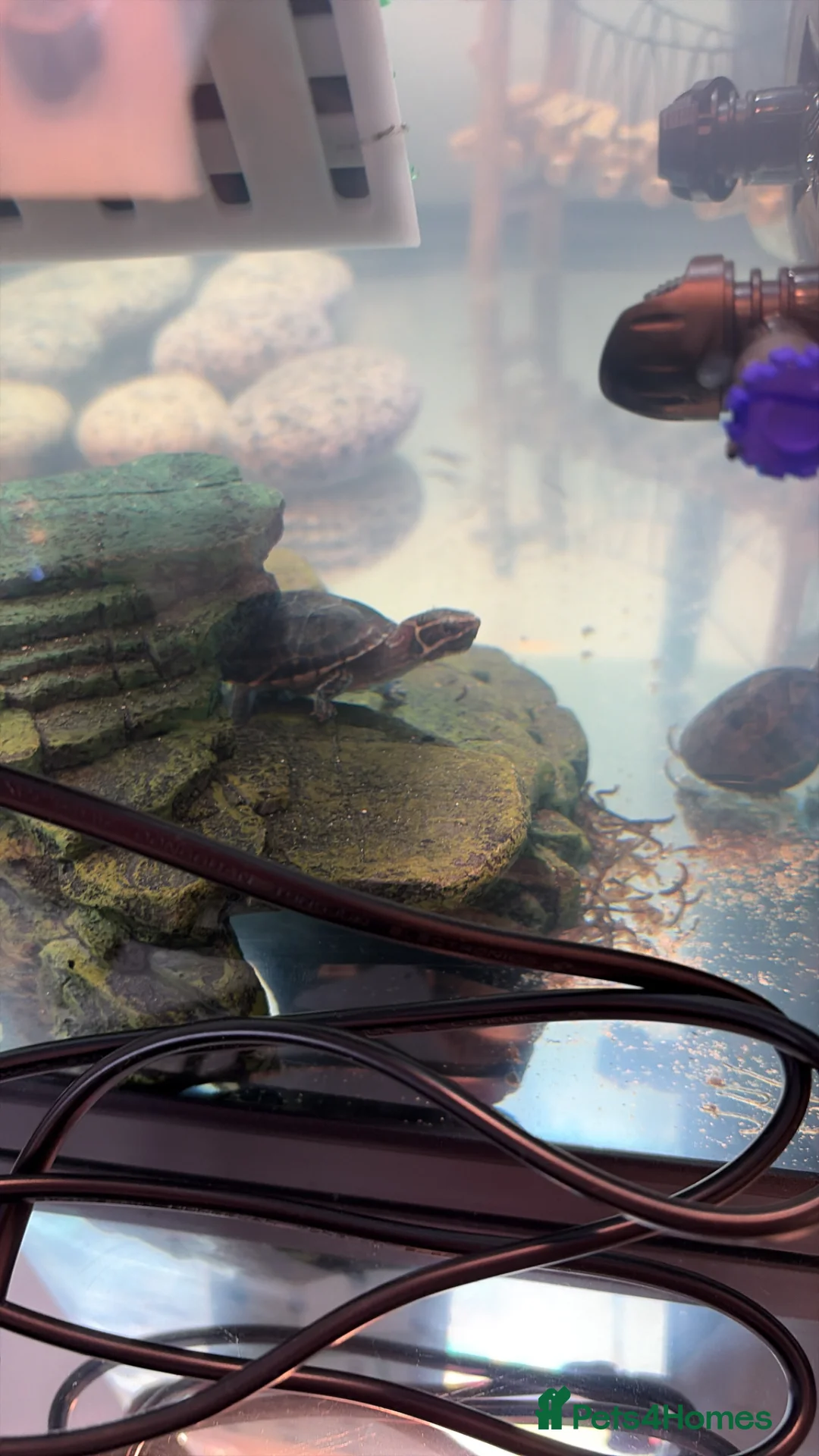 Turtle reptiles for sale: Musk turtle  in Stevenage - Advert 1