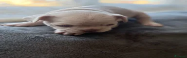 French Bulldog 5