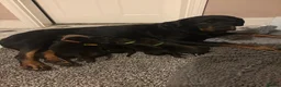 Mixed Breed dogs for sale: Rotty Lurcher  - Advert 3