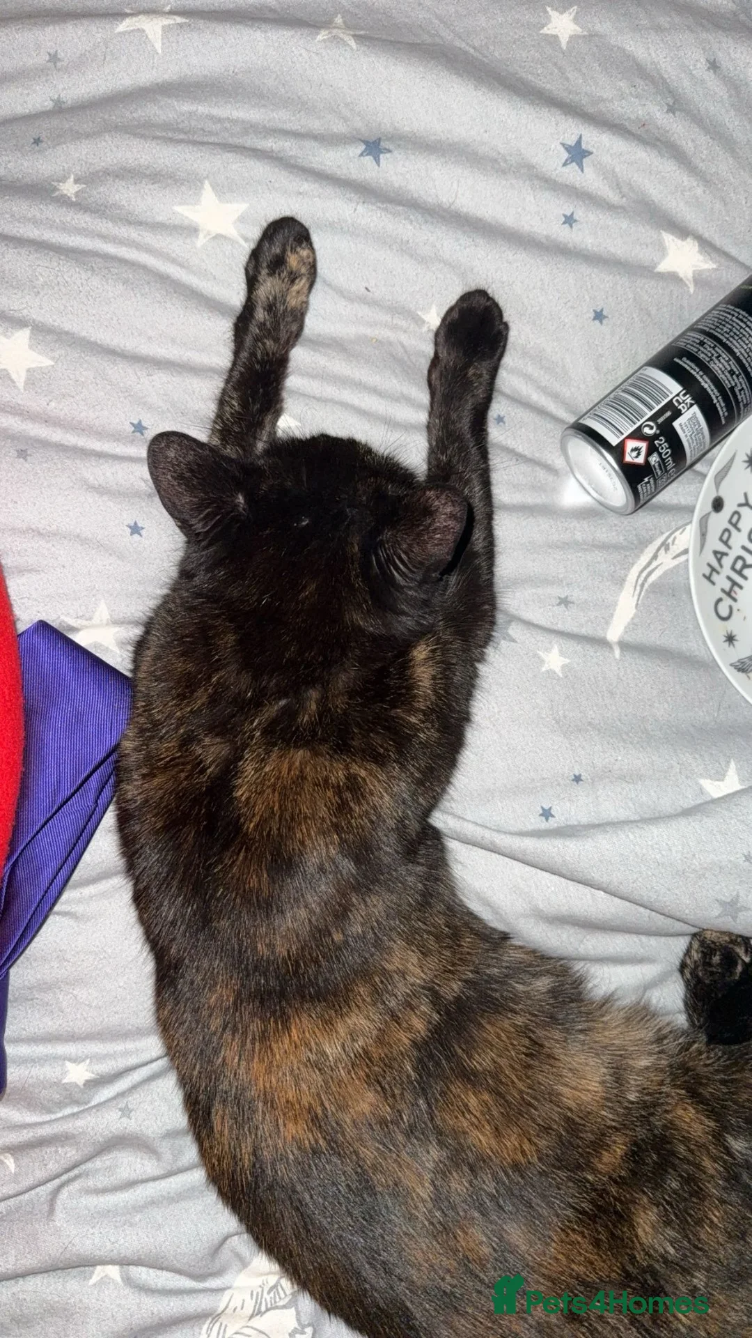 Mixed Breed cats for sale: 4 year old girl needs a home asap - Advert 6