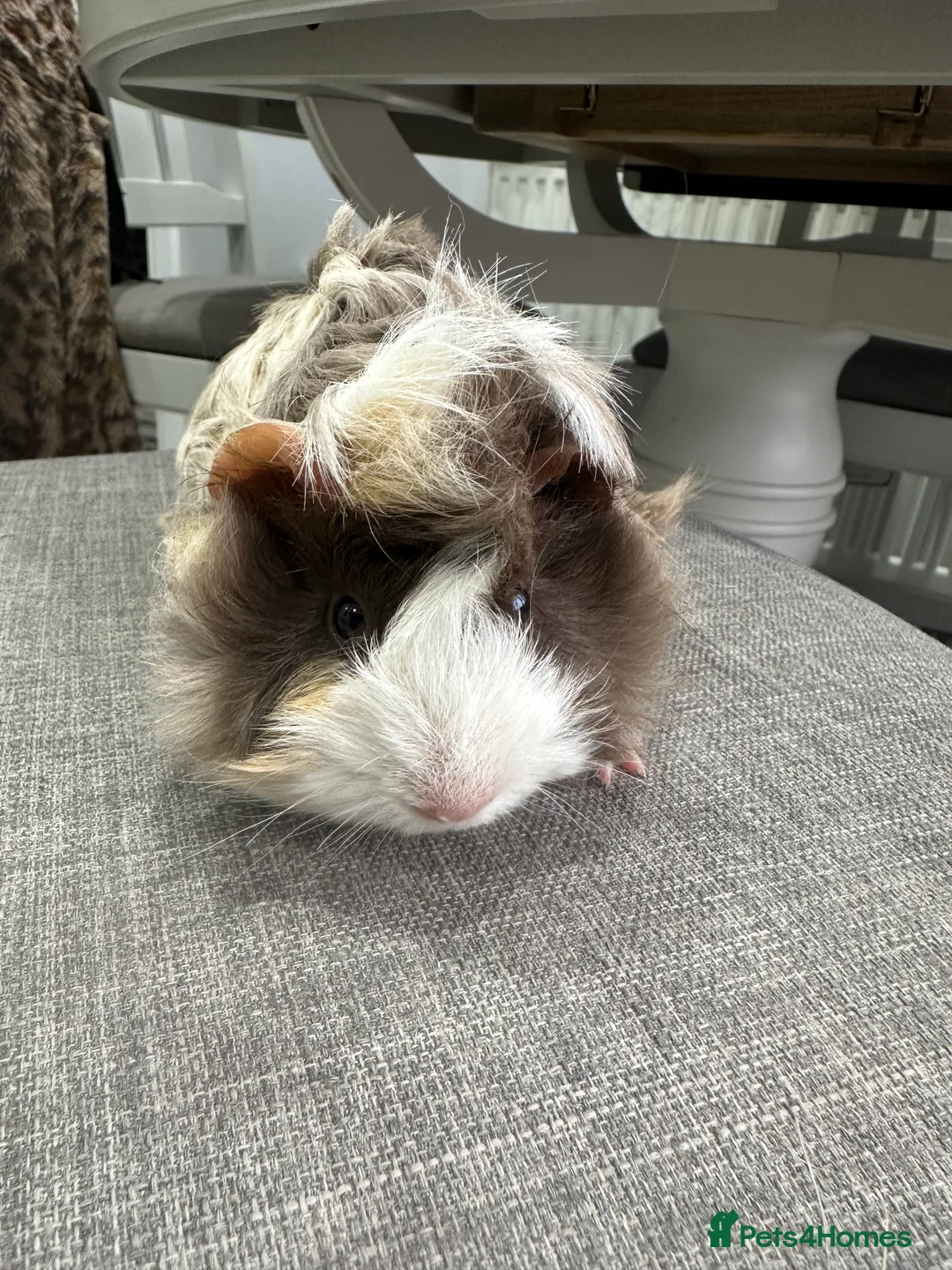 Guinea Pig rodents for sale: Pretty female guinea pigs available now. - Advert 2
