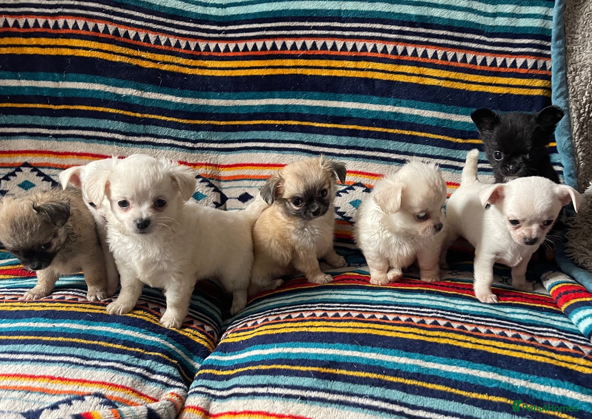 Chihuahua dogs Meet the Magnificent 7 - Advert 6