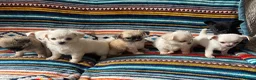 Chihuahua dogs for sale: Meet the Magnificent 7 - Advert 1