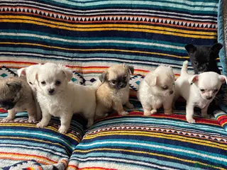 Chihuahua dogs Meet the Magnificent 7 - Advert 6