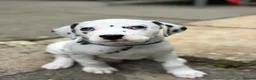 Dalmatian dogs for sale: Last one Beautiful KC Registered Dalmatian Puppie  - Advert 25