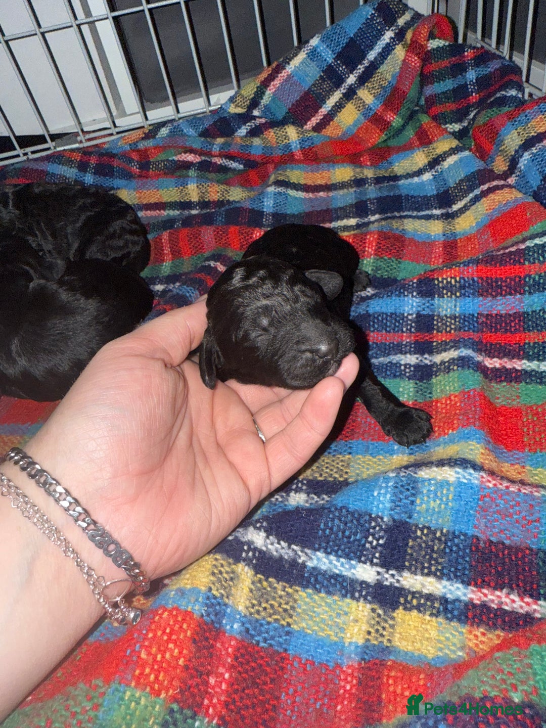 Cockapoo dogs for sale: F2 cockapoo puppies  - Image 15