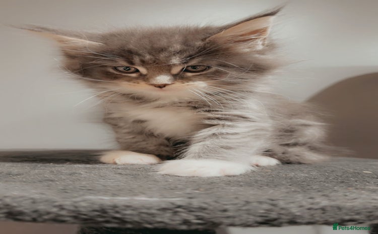 Maine Coon cats - Advert 1