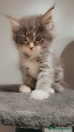 Maine Coon cats - Advert 3