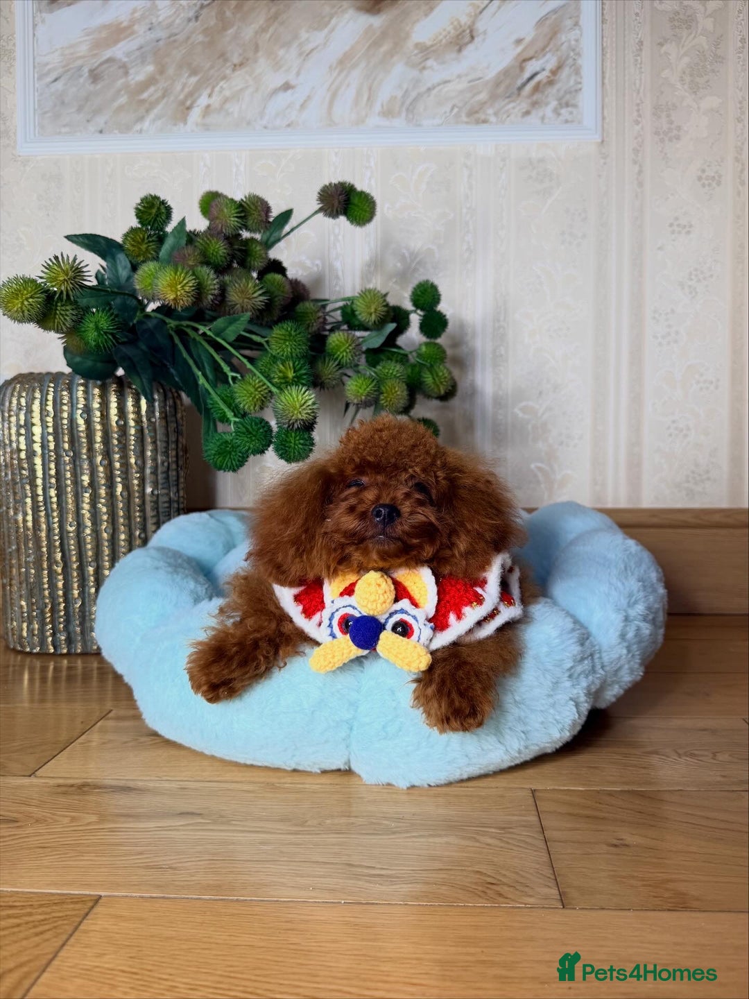 Toy Poodle dogs for sale: Asian micro poodle Boy - Image 12