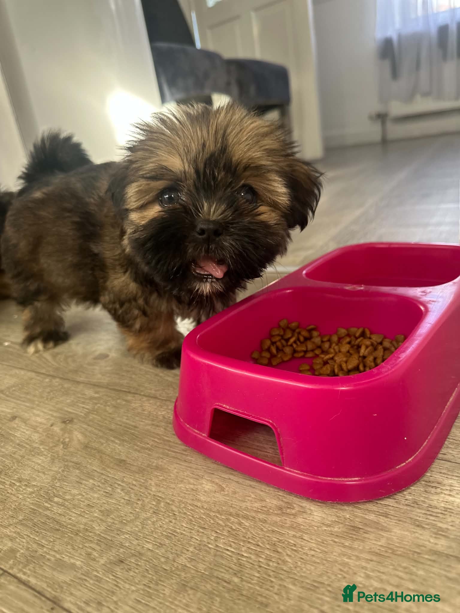 Shih Tzu dogs ✨✨Beautiful Shih TzuPuppies ✨✨ 🍯🌰🍪🧁🧸🐶 - Advert 2