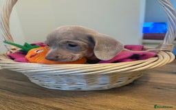 Miniature Dachshund dogs for sale: Minature dachshund pups  - Image 4