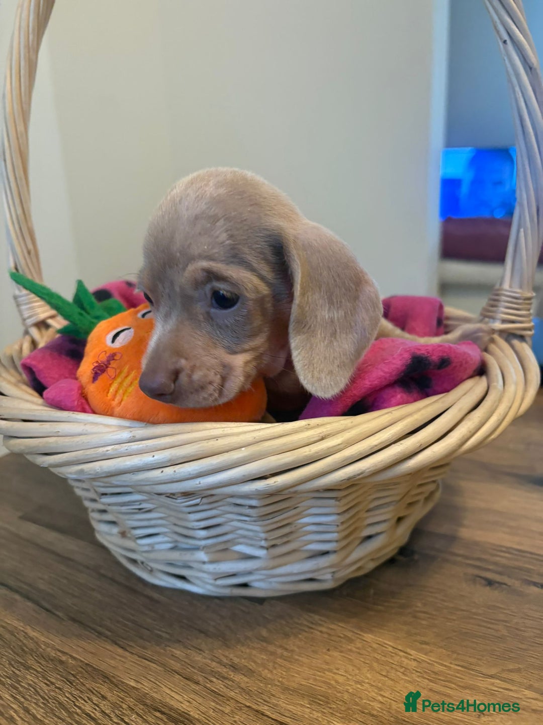 Miniature Dachshund dogs for sale: Minature dachshund pups  - Image 4