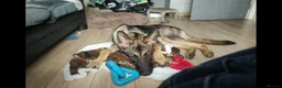 German Shepherd dogs for sale: Kash. Very URGENT - Advert 3