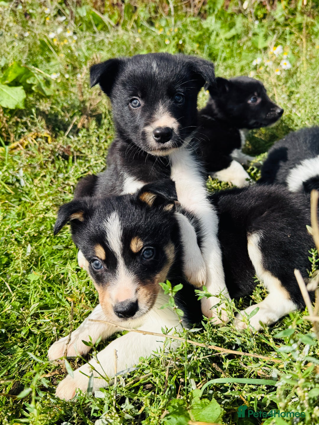 Border Collie dogs for sale: Gorgeous Border Collie puppies  - Image 12