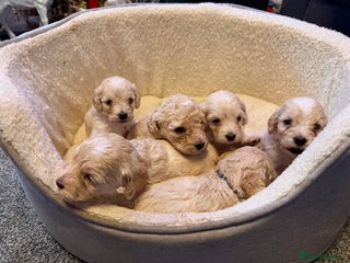 Cockapoo dogs 5 F2 Toy cockapoo pups 🩵 - Advert 2