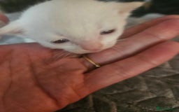 Sphynx cats for sale: Sphynx naked and coated  - Image 3