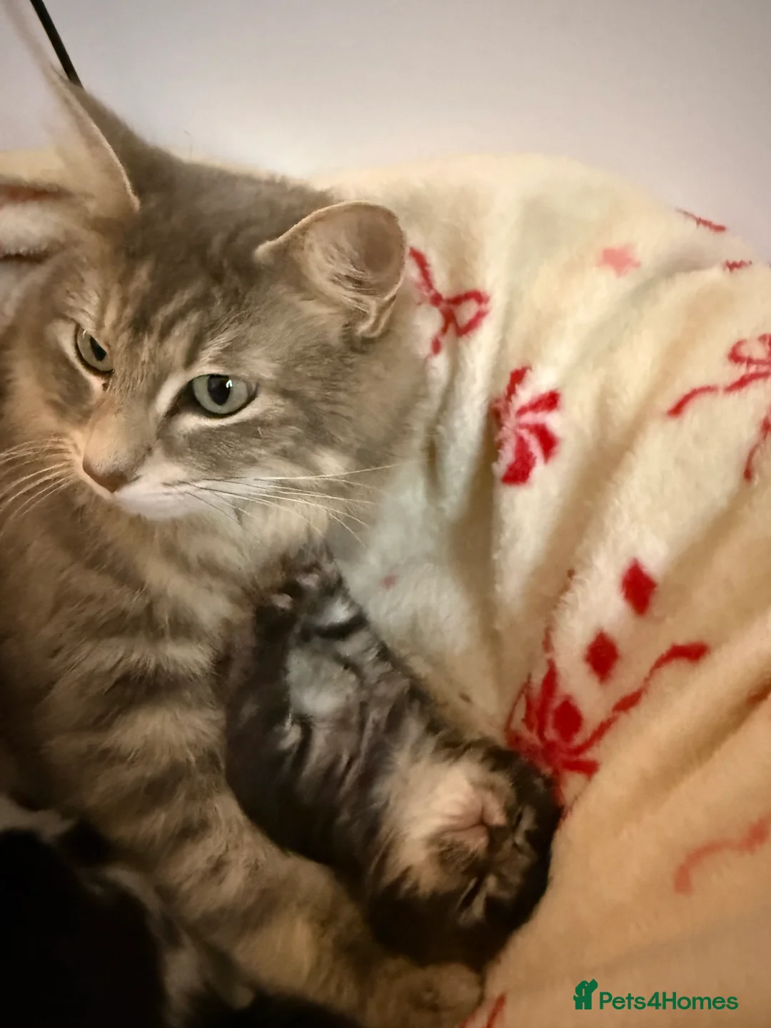 Ragdoll cats for sale: Ragdoll silver cross Bombay cuties  - Advert 2