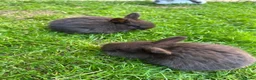English Lop rabbits for sale: 5 beautiful English Lop bunnies - range of colours in Shefford - Advert 10