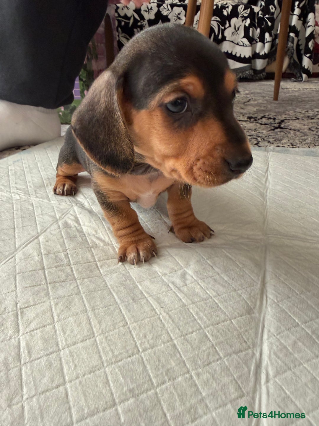 Miniature Dachshund dogs for sale: Miniature Dachshund's   - Advert 31