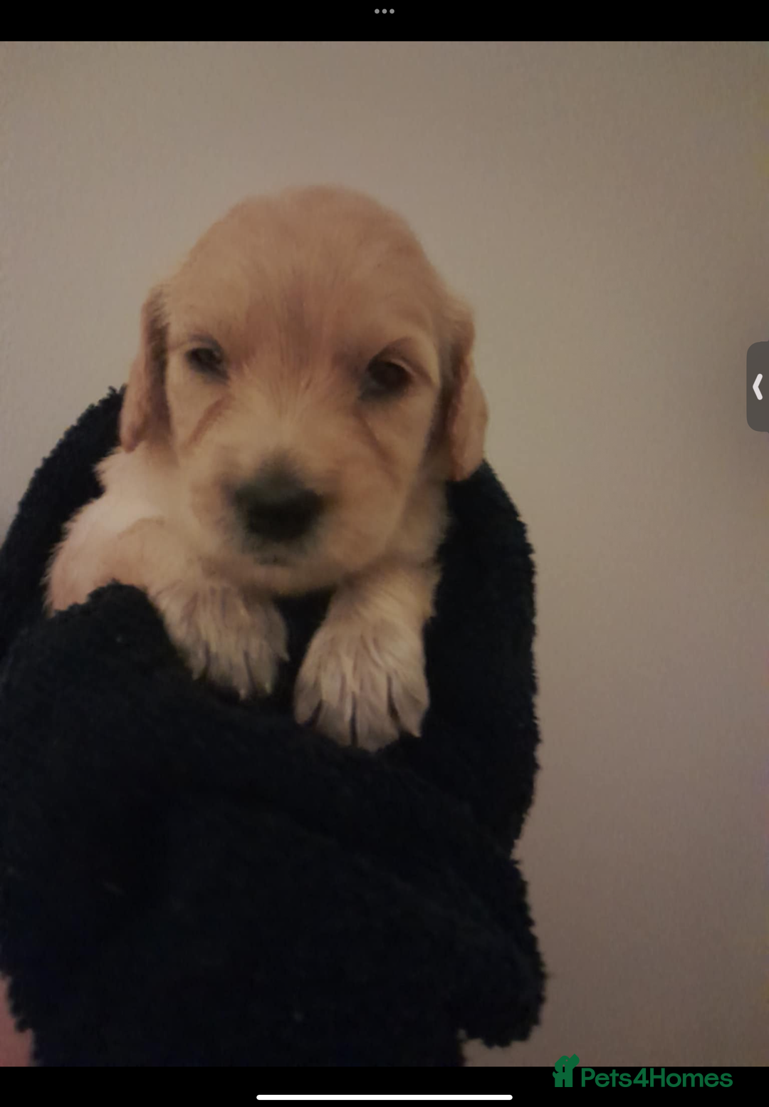 Mixed Breed dogs for sale: Beautiful chunky golden retriever x cockapoos  - Image 19