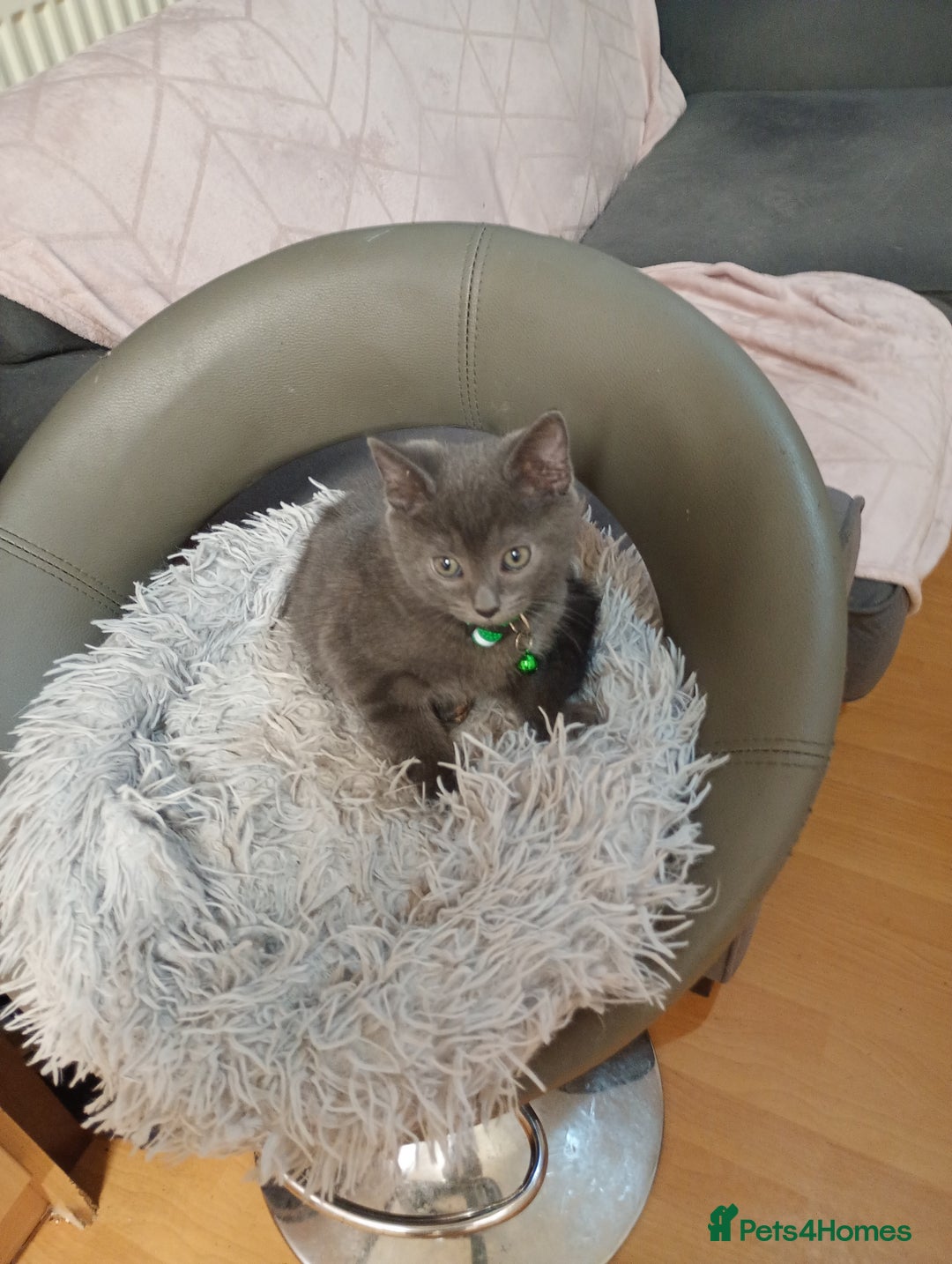 Mixed Breed cats for sale: Blue russian x European shorthair mix - Advert 2