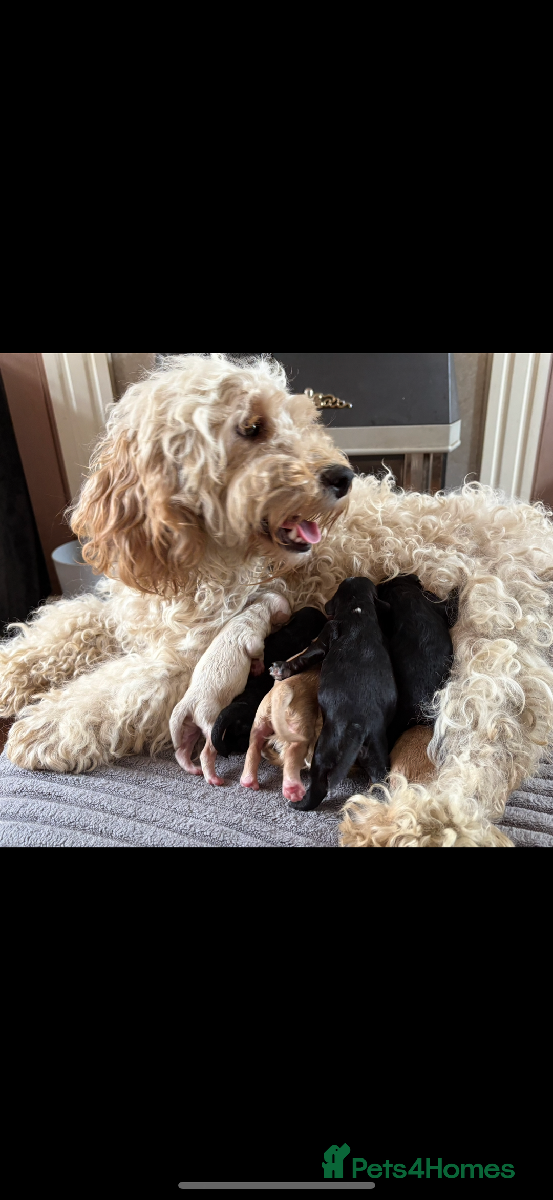 Mixed Breed dogs for sale: 8 beautiful cockapoo cross cavapoo pups - Image 1