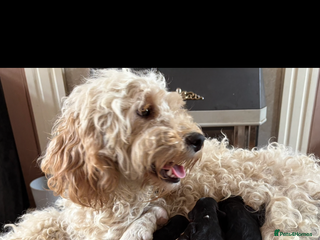 Mixed Breed dogs - Advert 12