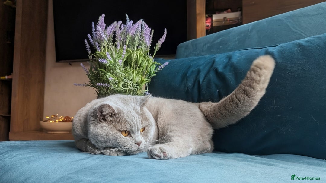 British Shorthair cats for stud: GCCF CHAMPION,TICA registered  in Barnsley - Advert 13