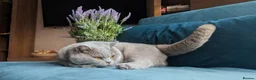 British Shorthair cats for stud: GCCF CHAMPION,TICA registered  in Barnsley - Advert 12