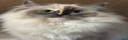 Ragdoll cats for sale: Ragdoll Female Cat - Advert 3
