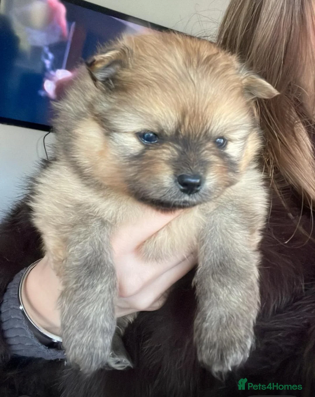 Pomeranian dogs for sale: Pomerian puppies  - Advert 16