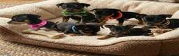 Miniature Pinscher dogs for sale: Beautiful Miniature Pinscher Puppies  - Advert 9