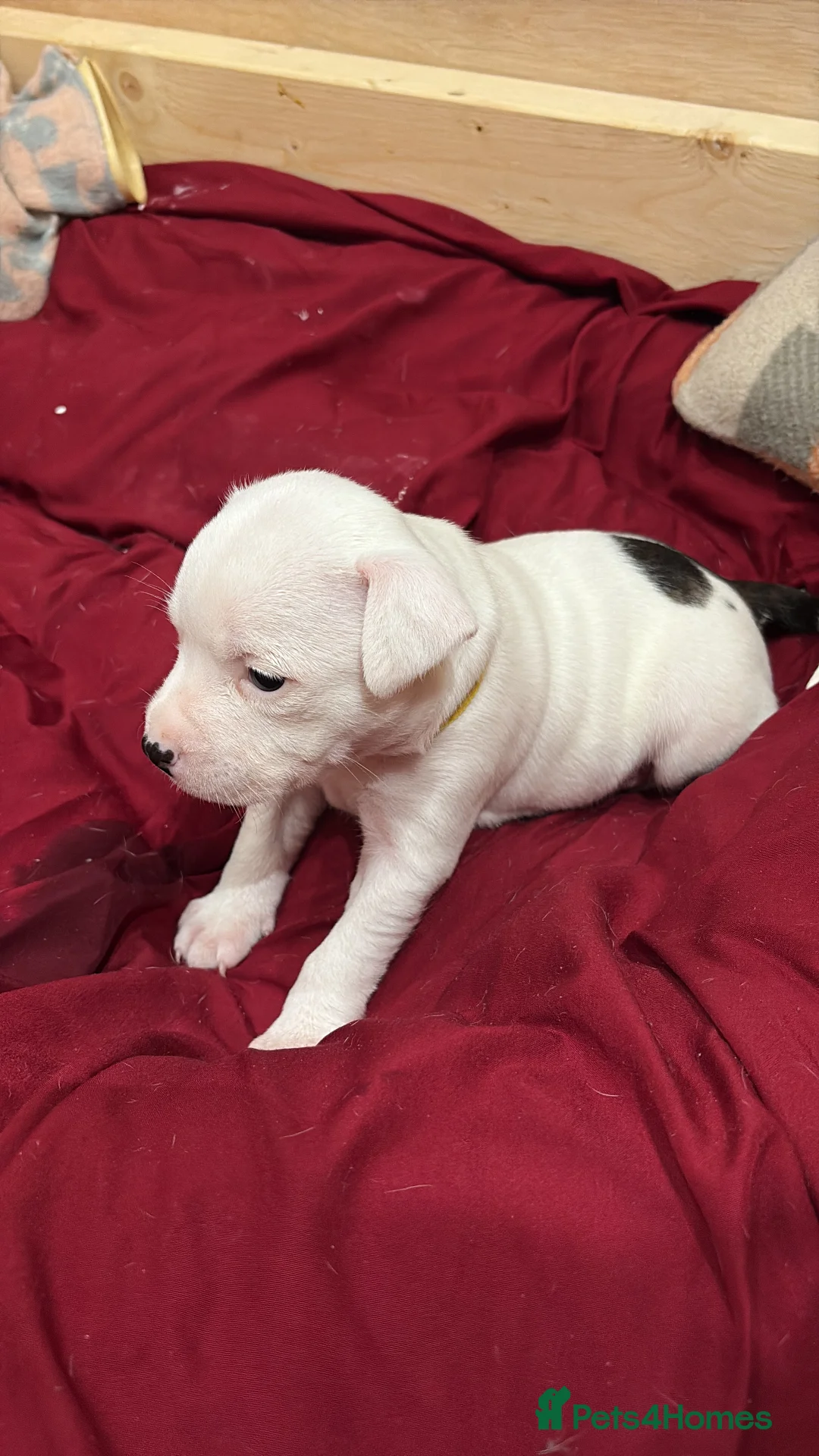 Staffordshire Bull Terrier dogs for sale: Staffordshire bull terrier girl - Advert 16